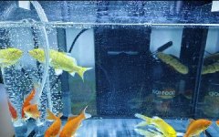 Aquatic sterilization